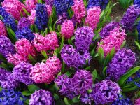 Keukenhof (125).JPG &ndash; &copy; Lisa-Maria Pahl (Eberhardt TRAVEL)