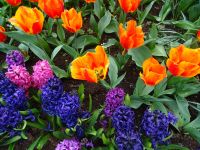 Keukenhof (126).JPG &ndash; &copy; Lisa-Maria Pahl (Eberhardt TRAVEL)