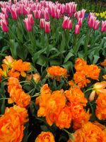 Keukenhof (128).JPG &ndash; &copy; Lisa-Maria Pahl (Eberhardt TRAVEL)