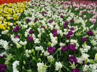 Keukenhof (134).JPG &ndash; &copy; Lisa-Maria Pahl (Eberhardt TRAVEL)