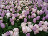 Keukenhof (138).JPG &ndash; &copy; Lisa-Maria Pahl (Eberhardt TRAVEL)