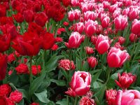 Keukenhof (140).JPG &ndash; &copy; Lisa-Maria Pahl (Eberhardt TRAVEL)