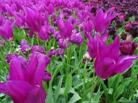 Keukenhof (141).JPG &ndash; &copy; Lisa-Maria Pahl (Eberhardt TRAVEL)
