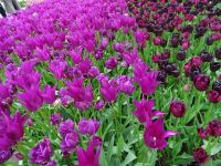 Keukenhof (142).JPG &ndash; &copy; Lisa-Maria Pahl (Eberhardt TRAVEL)