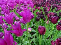 Keukenhof (143).JPG &ndash; &copy; Lisa-Maria Pahl (Eberhardt TRAVEL)