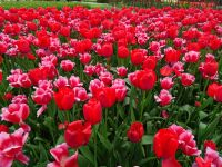 Keukenhof (144).JPG &ndash; &copy; Lisa-Maria Pahl (Eberhardt TRAVEL)