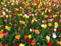Keukenhof (150).JPG &ndash; &copy; Lisa-Maria Pahl (Eberhardt TRAVEL)