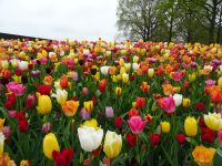 Keukenhof (151).JPG &ndash; &copy; Lisa-Maria Pahl (Eberhardt TRAVEL)