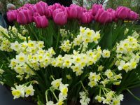 Keukenhof (153).JPG &ndash; &copy; Lisa-Maria Pahl (Eberhardt TRAVEL)