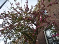 Stadtrundgang Haarlem (1).JPG &ndash; &copy; Lisa-Maria Pahl (Eberhardt TRAVEL)