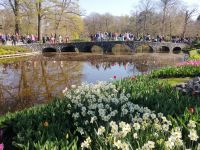 Blumenparadies Keukenhof - Wilhelmina &ndash; &copy; Andrey Kulikov (Eberhardt TRAVEL)