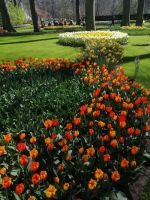 Blumenparadies Keukenhof - Wilhelmina &ndash; &copy; Andrey Kulikov (Eberhardt TRAVEL)