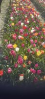 Tulpenhof &ndash; &copy; Kerstin Hugel (Eberhardt TRAVEL)