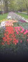 Keukenhof &ndash; &copy; Kerstin Hugel (Eberhardt TRAVEL)