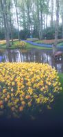 Keukenhof &ndash; &copy; Kerstin Hugel (Eberhardt TRAVEL)