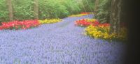 Keukenhof &ndash; &copy; Kerstin Hugel (Eberhardt TRAVEL)