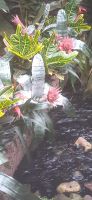 Pantropica &ndash; &copy; Kerstin Hugel (Eberhardt TRAVEL)