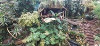 Pantropica
