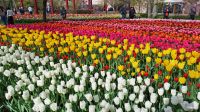 Hauptsächlich aber Tulpen &ndash; &copy; Andreas Kunzmann (Eberhardt TRAVEL)