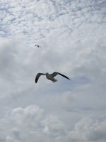 Möwen &ndash; &copy; Sabine Möllering-Stork (Eberhardt TRAVEL)