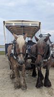 Kutschfahrt auf Texel &ndash; &copy; Sabine Möllering-Stork (Eberhardt TRAVEL)
