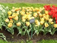 Im Keukenhof &ndash; &copy; Jörg Nesse (Eberhardt TRAVEL)