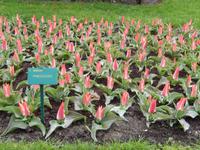 Im Keukenhof &ndash; &copy; Jörg Nesse (Eberhardt TRAVEL)