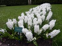Im Keukenhof &ndash; &copy; Jörg Nesse (Eberhardt TRAVEL)