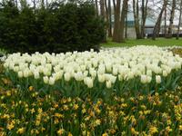 Im Keukenhof &ndash; &copy; Jörg Nesse (Eberhardt TRAVEL)