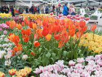 Im Keukenhof &ndash; &copy; Jörg Nesse (Eberhardt TRAVEL)
