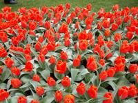 15_Keukenhof &ndash; &copy; Jörg Nesse (Eberhardt TRAVEL)