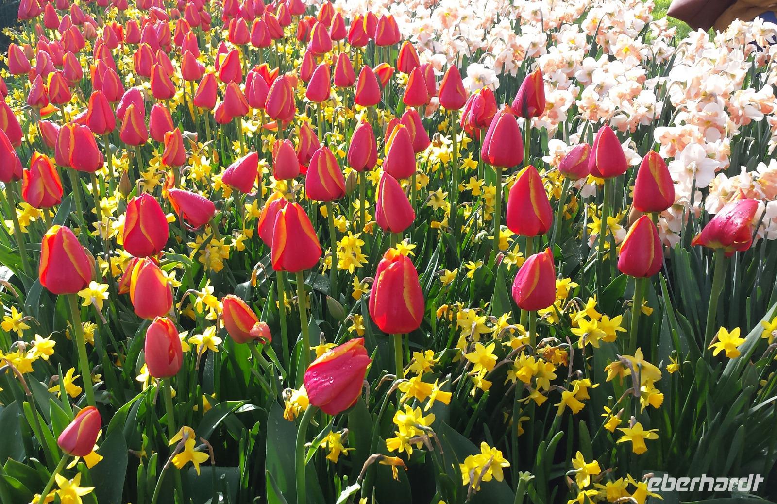 Keukenhof  &ndash; &copy; Kristina Hesse (Eberhardt TRAVEL)
