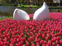 Keukenhof  &ndash; &copy; Kristina Hesse (Eberhardt TRAVEL)