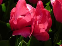 Keukenhof  &ndash; &copy; Kristina Hesse (Eberhardt TRAVEL)