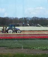 Tulpenfelder  &ndash; &copy; Kristina Hesse (Eberhardt TRAVEL)