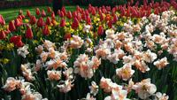 Keukenhof  &ndash; &copy; Kristina Hesse (Eberhardt TRAVEL)