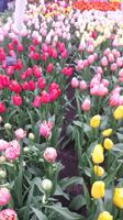 Keukenhof  &ndash; &copy; Kristina Hesse (Eberhardt TRAVEL)