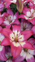 Keukenhof  &ndash; &copy; Kristina Hesse (Eberhardt TRAVEL)