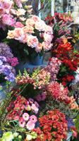 Keukenhof  &ndash; &copy; Kristina Hesse (Eberhardt TRAVEL)