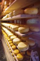 Rembrandt Hoeve (2) &ndash; &copy; Cathleen Schaper (Eberhardt TRAVEL)