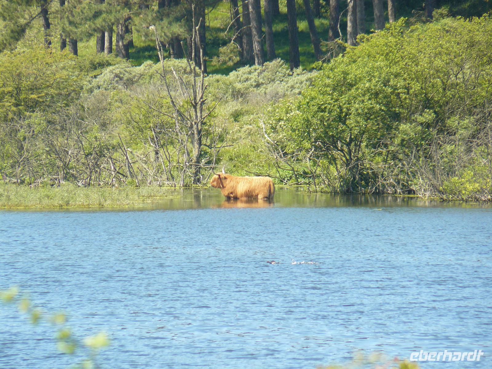 Kennemer Nationalpark 2 &ndash; &copy; Margret van Blokland (Eberhardt TRAVEL)