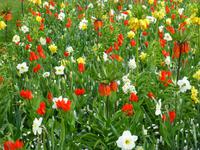 Keukenhof &ndash; &copy; Kerstin Hugel (Eberhardt TRAVEL)