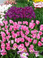 Keukenhof &ndash; &copy; Kerstin Hugel (Eberhardt TRAVEL)