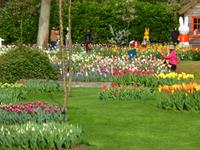 Keukenhof &ndash; &copy; Kerstin Hugel (Eberhardt TRAVEL)