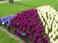 Keukenhof &ndash; &copy; Kerstin Hugel (Eberhardt TRAVEL)