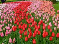 Keukenhof &ndash; &copy; Kerstin Hugel (Eberhardt TRAVEL)