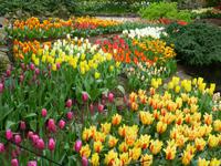 Keukenhof &ndash; &copy; Kerstin Hugel (Eberhardt TRAVEL)