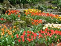 Keukenhof &ndash; &copy; Kerstin Hugel (Eberhardt TRAVEL)