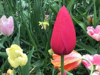 Keukenhof Amsterdam &ndash; &copy; Sabine Letzybyll (Eberhardt TRAVEL)