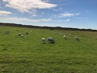 Texel &ndash; &copy; Sabine Letzybyll (Eberhardt TRAVEL)